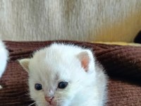 Gerçek Güzelliği Arayanlara Kedi Yavrularımız Rezerveye Açıldı