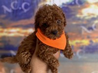 Toy Poodle Garantili Köpekler