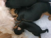 Yorkshire Teacup Bebekler