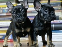 Black tan french bulldog izmir