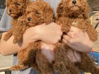 Red brown toy poodle kızlarım