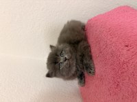 Güzeller Güzeli British Çocuklarımız