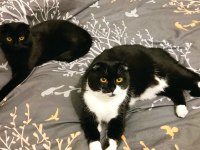 Scottish fold kardeşlere yuva arıyorum birlikte ya da ayrı