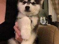 Husky Mavi Gözler İle Kalpleri Çalar