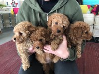 Dünya tatlısı maltipoo yavrular