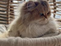 British longhair 3 yaşında