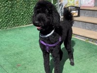 Giant poodle köpeği