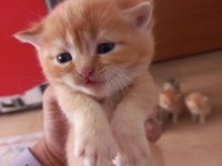 Golden British Shorthair Bebekler