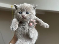 Safkan British Shorthair Gri Yavrular