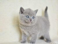 Küt kafa gri british shorthair