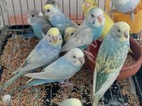 25-35 günlük yavru - damızlık ve yavru garantili muhabbet kuşu çiftler