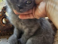 British Cins Kedimiz Ücretsiz Sahiplendirme