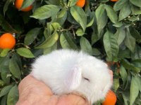 Teddy Lop Tavşanı Yavrular Mavi Göz