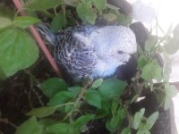 30 günlük yavru muhabbet kuşu erkek