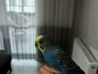 Ücretsiz Sahiplendirme Muhabbet Kuşu