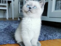 British shorthair yavruları