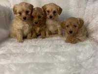 Havlamayan Büyümeyen Maltipoo Yavrular