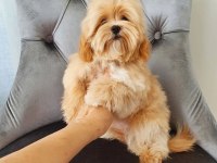 F2 Maltipoo Yavruları