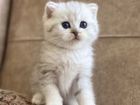 Şecereli Soy Irk Garantili British Shorthair Silver Bebeğimiz.