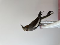 Sultan Papağanı Sahiplendirilecek