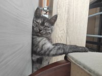 British 2 Yavrumuzu Sahiplendiriyoruz