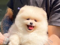 Pomeranian boo 2.5 aylık dişi veya erkek