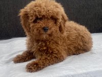 Mini Boy Toy Poodle Kızımız