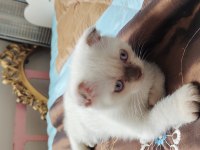 4 tane yavrumuz var 2 ay bir haftalık kedimiz