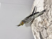 Sultan Papağanlarımız Sahiplendirilecektir (₺)