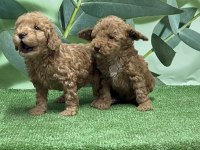 Gönderim İmkanı İle Toy Poodle Yavrular