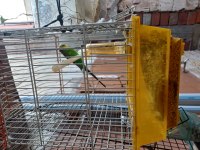 Sultan Ve Muhabbet Kuşu