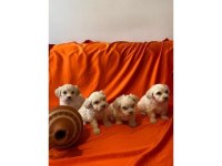 A kalite maltipoo bebeklerimiz