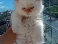 İran Kedisi 2 Aylık Yavrular