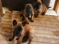 Belçika kurdu (malinois) yavrular