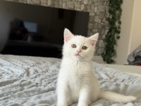 Safkan british shorthair beyaz yavru