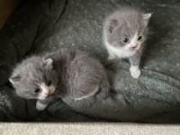 British shorthair 40 günlük