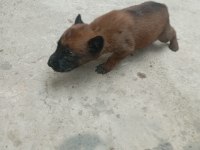 Belçika kurdu orjinal