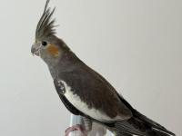 Sultan papağanı sahiplendirilecek