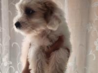 52 günlük köpeklerimiz