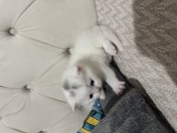 Eğik Kulak Scottish Fold Kediler