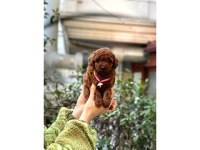 Orijinal Toy Poodle Bebeklerim