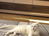 Kısır Aşıları Tam Ve Çipli Ankara Kedisi