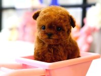 2 Aylık Korean Toy Poodle Yavrularım
