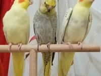 Yavru sultan papağanı ele alıştırmalık