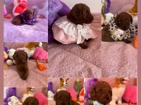 Dark brown poodle çocuklarım