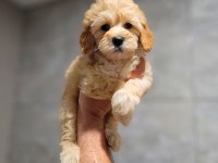 Toy Poodle Cinsi Yavrular Büyümez