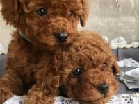 Sağlık Ve Irk Garantili Toy Poodle