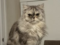 Ücretsiz sahiplendirme kedimiz