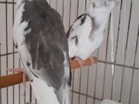 Yavru sultan papağanı