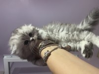 Full Şecereli Babanın Scottish Yavrusu